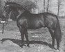 stallion Julier (Hanoverian, 1958, from Julius Caesar xx)