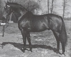 stallion Julier 804 (Hanoverian, 1958, from Julius Caesar xx)