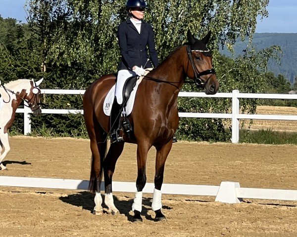 dressage horse Seppl 80 (Rhinelander, 2019, from Secret)