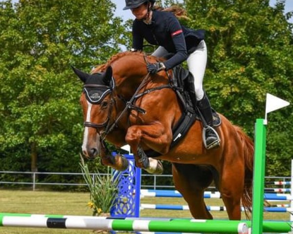 dressage horse Kaczka Gold (Zangersheide riding horse, 2020, from Kazan Z)