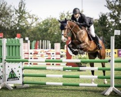 jumper Carlsson 107 (Oldenburg show jumper, 2020, from Chubakko)