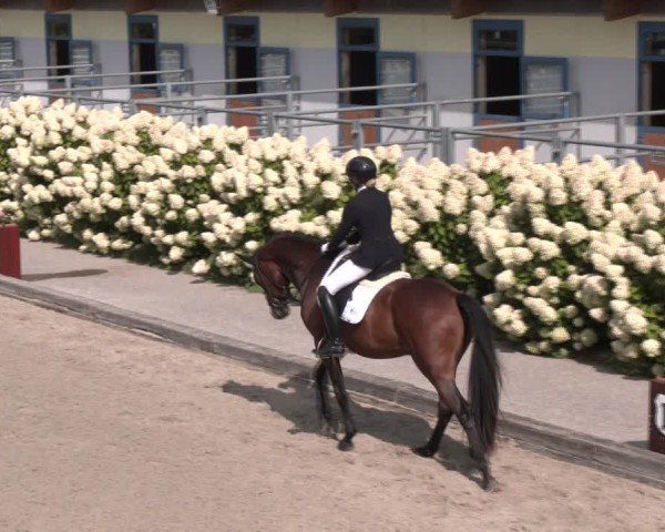 Reitturnier Gerasdorf bei Wien 2024