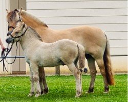 foal by Stüv's Calle (Fjord Horse, 2024, from Catago)