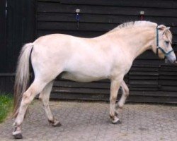 horse Stüv's Carino (Fjord Horse, 2022, from Catago)