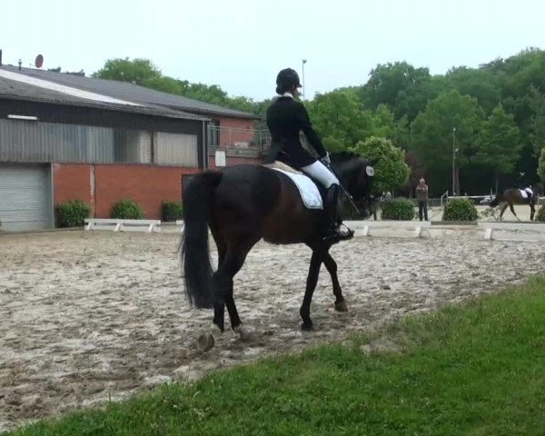 Pfingst-Dressur- und Springturnier 2013 des ZRFV Borken