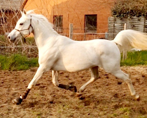 Pferd MONADEEHN KAHIR ox (Vollblutaraber, 2006, von Messaoud 1979 ox)