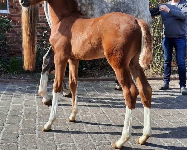 dressage horse Hengst (Oldenburg, 2022, from Sir Donnerhall I)