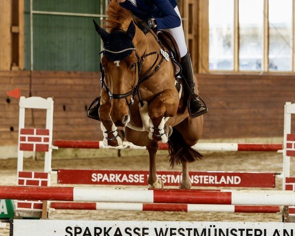 Springpferd Diamant's Dakota (Zangersheide Reitpferd, 2017, von Diamant de La Lande)