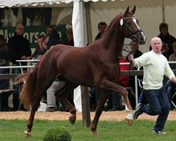 stallion Hengst von Dancier (Hanoverian, 2010, from Dancier)