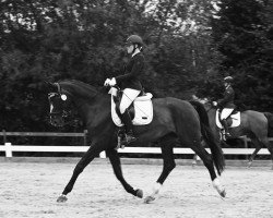 dressage horse Coraline 5 (Württemberger, 2011, from Christ)