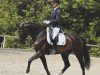 dressage horse Josi 48 (Hanoverian, 2017, from Glock's Johnson Tn)