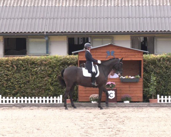 Reitturnier Gerasdorf bei Wien 2024