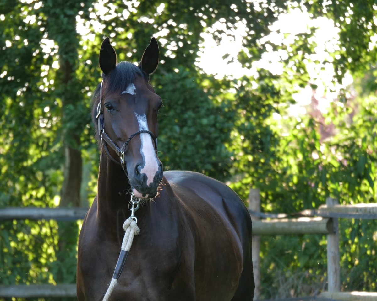 jumper Quabalouna (Oldenburg show jumper, 2017, from Balou du Rouet)