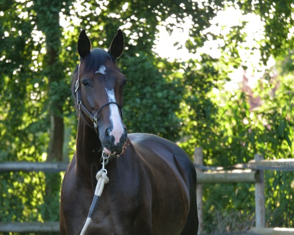 Springpferd Quabalouna (Oldenburger Springpferd, 2017, von Balou du Rouet)