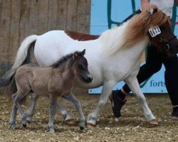 Zuchtstute Lieve v. Drij Stoel (Shetland Pony, 2017, von Alco van de Gathe)