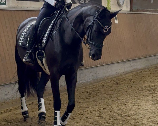 dressage horse Fine Finesse 5 (Oldenburg, 2016, from Finest)