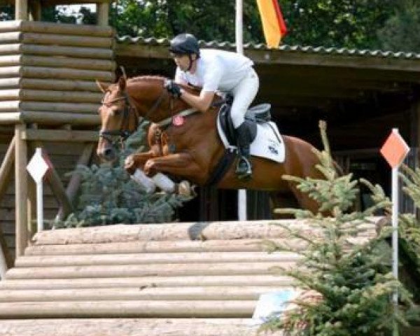 horse Muchacho 21 (Hanoverian, 2002, from Markus Deak xx)