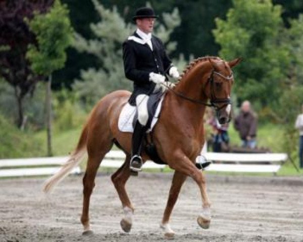 dressage horse Willi Wacker 13 (Hanoverian, 2003, from Wilawander xx)