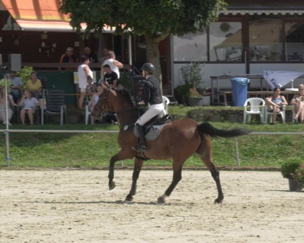 Reitturnier Oberderdingen 2024