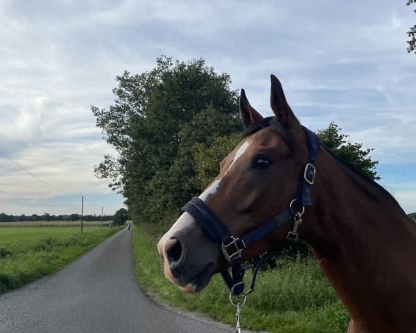 dressage horse Sally Moon 3 (Westphalian, 2016, from Sandro Hit)