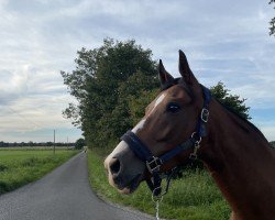 dressage horse Sally Moon 3 (Westphalian, 2016, from Sandro Hit)