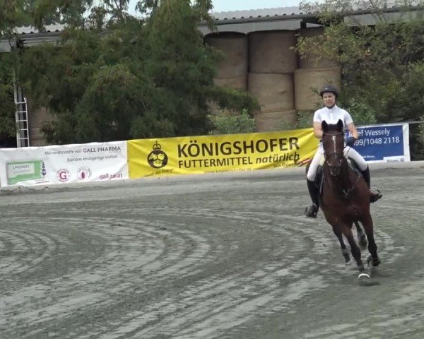 Reitturnier Horitschon 2024