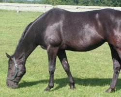 broodmare Regina (Hanoverian, 1996, from Regazzoni)