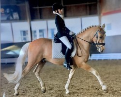 dressage horse Clouseau (German Riding Pony, 2008, from FS Champion de Luxe)