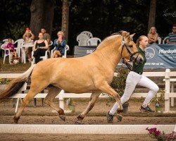 horse Kilja A&G (Fjord Horse, 2021, from Kjartan)