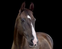 broodmare Charmonie Touch (Oldenburg, 1997, from Cheenook)