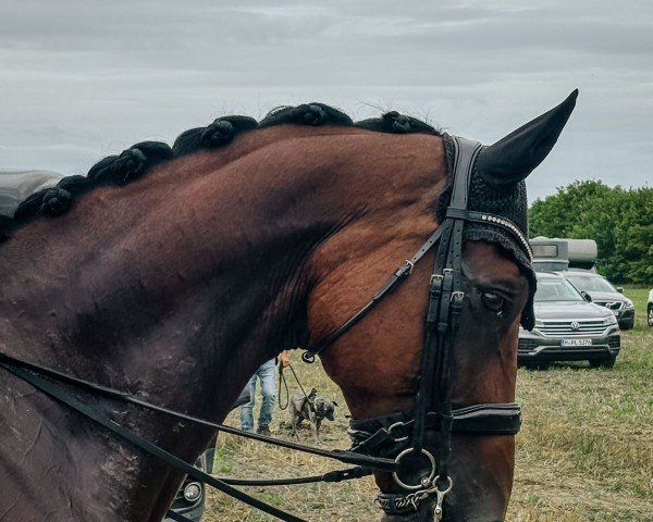 dressage horse Dante H (Oldenburg, 2014, from Dante Weltino Old)