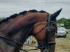 dressage horse Dante H (Oldenburg, 2014, from Dante Weltino Old)