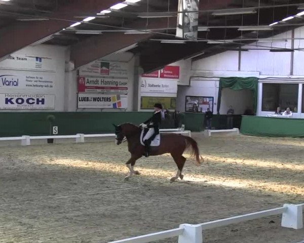 Pfingst-Dressur- und Springturnier 2013 des ZRFV Borken