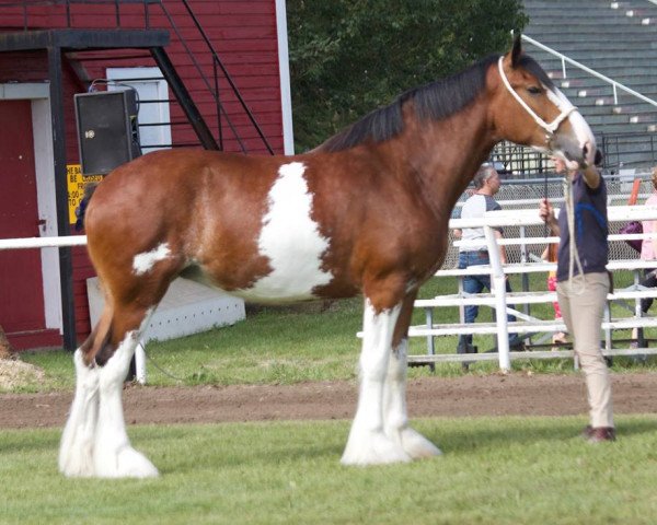 horse Willow Way Prada (Clydesdale, 2015, from Willow Way Kelso)