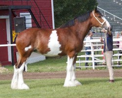 Pferd Willow Way Prada (Clydesdale, 2015, von Willow Way Kelso)