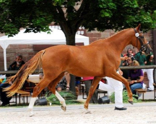 broodmare Chalabres Chelsea H (Zweibrücken, 2009, from Chalabre II)