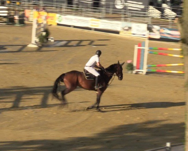 Reitturnier Castrop-Rauxel/Ober-Castrop 2024