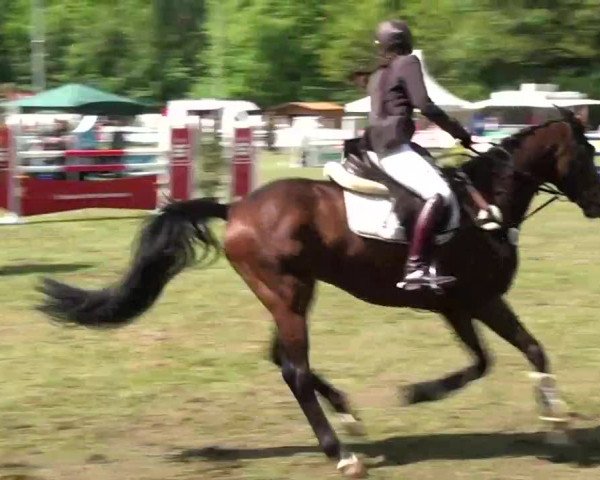 Pfingst-Dressur- und Springturnier 2013 des ZRFV Borken