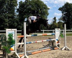 dressage horse De Nino 3 (German Riding Pony, 2017, from Don Mour)