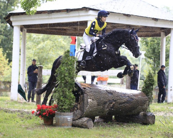 dressage horse Cartani R (Austrian Warmblood, 2013, from Conteur)