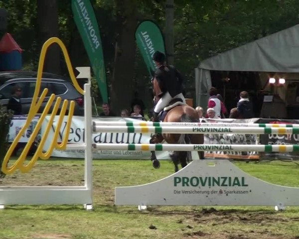Pfingst-Dressur- und Springturnier 2013 des ZRFV Borken