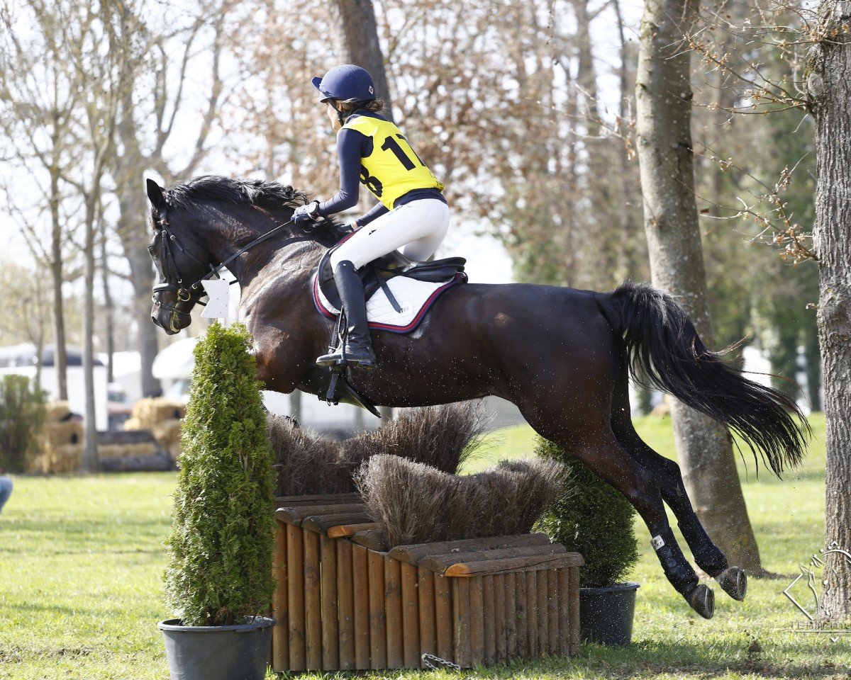 dressage horse Amalia Argentina (Trakehner, 2014, from Hancock)