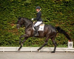 dressage horse Mary Poppins 95 (Oldenburg, 2017, from Morricone)