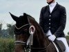 Zuchtstute Sweet Starlet (Westfale, 2018, von Secret)