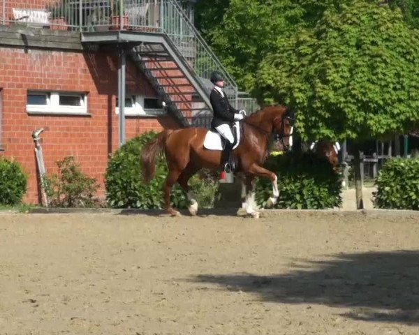 Pfingst-Dressur- und Springturnier 2013 des ZRFV Borken