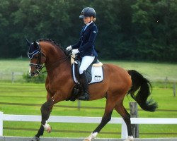 Deckhengst Rh Charly Brown (Deutsches Reitpony, 2011, von Chantre's Held)