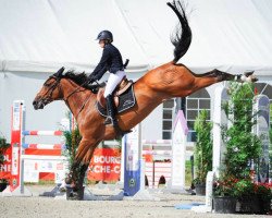 Springpferd Requin de Landette (Selle Français, 2005, von Qredo de Paulstra)