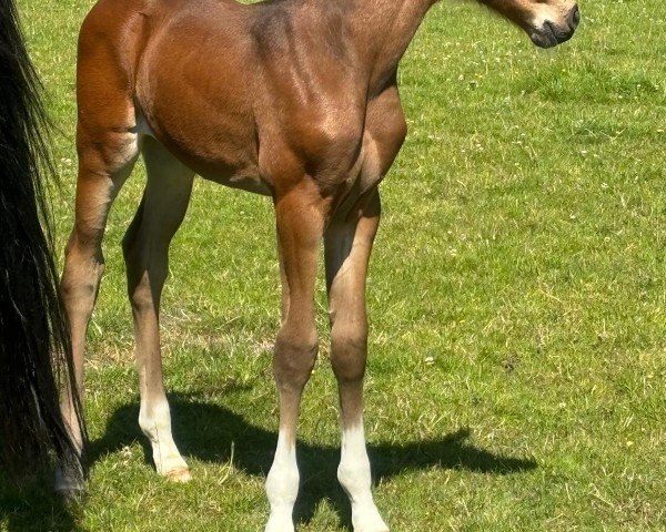 foal by Stute von Esmeraldo / Escudo I (Holsteiner, 2024, from Esmeraldo FM)