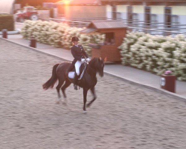 Reitturnier Gerasdorf bei Wien 2024