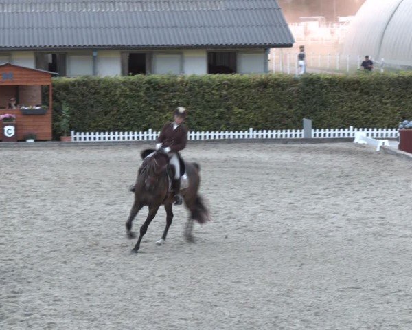 Reitturnier Gerasdorf bei Wien 2024